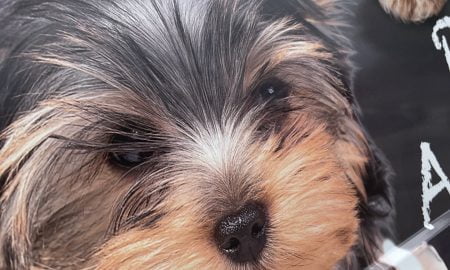 Wagmor Pet voertuig wrap21